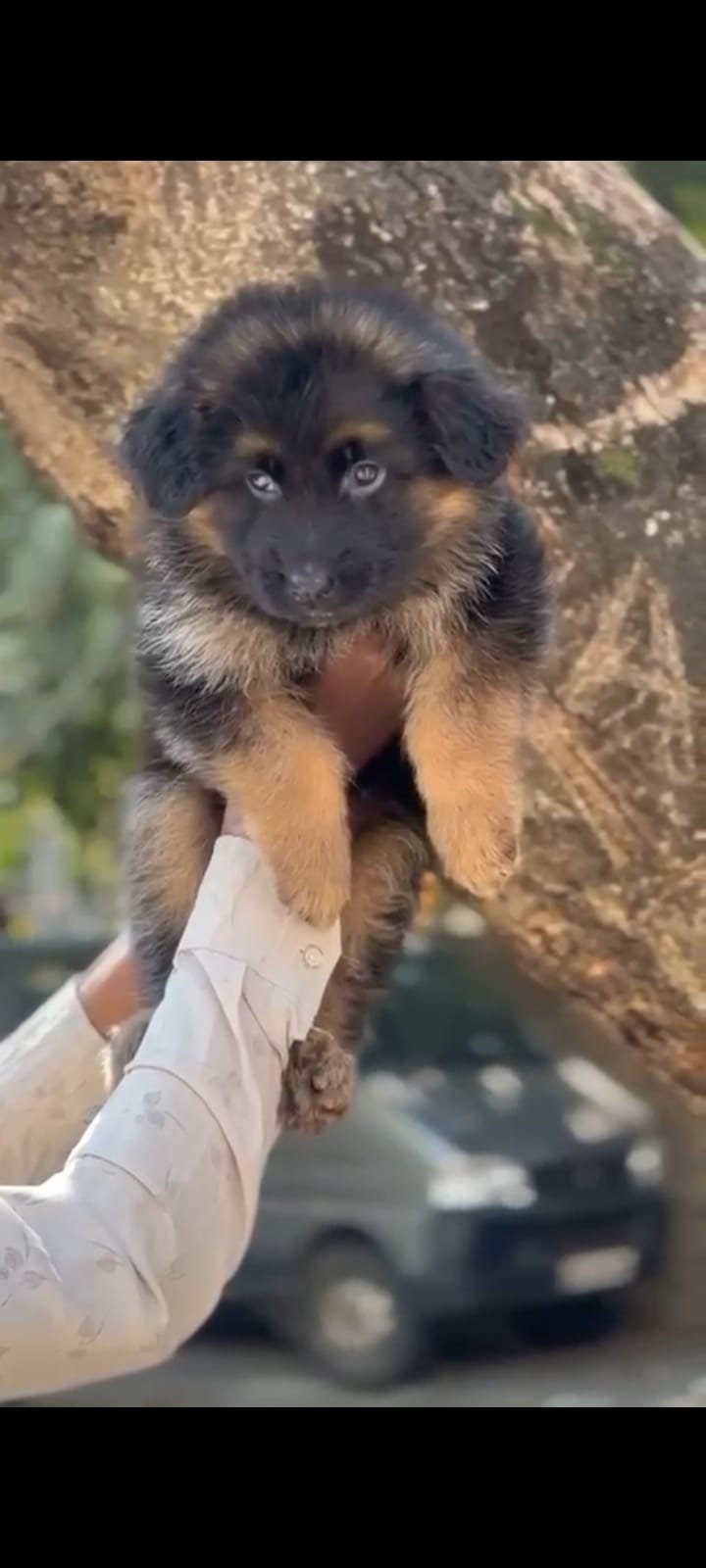 Order Female German Shepherd Puppy from Goa
